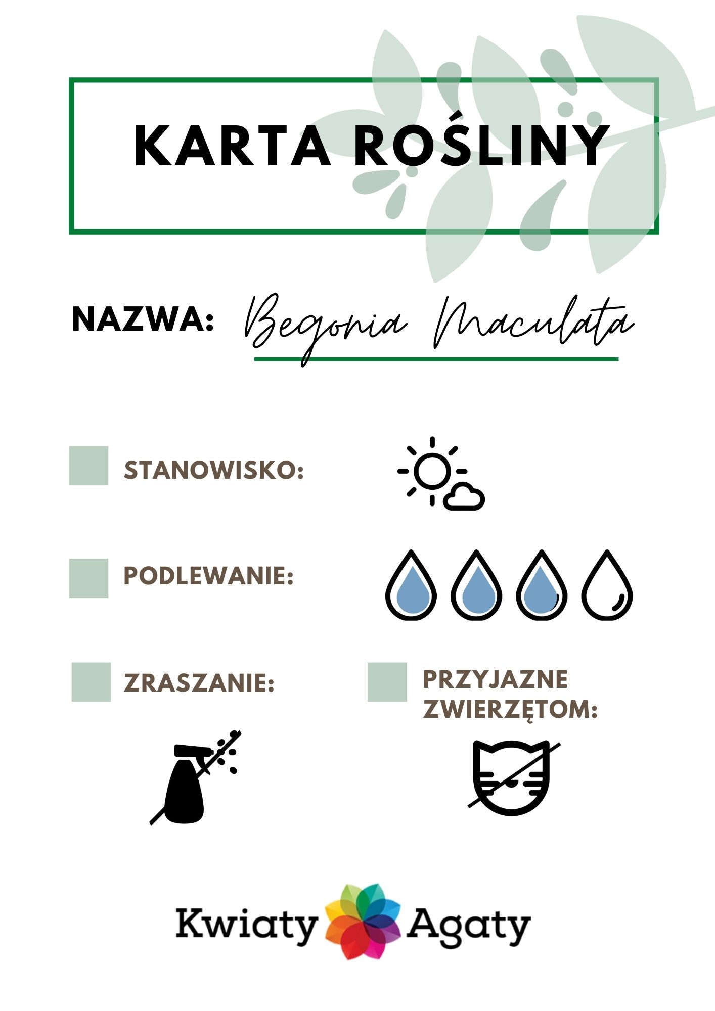 karta-rosliny-begonia-maculata