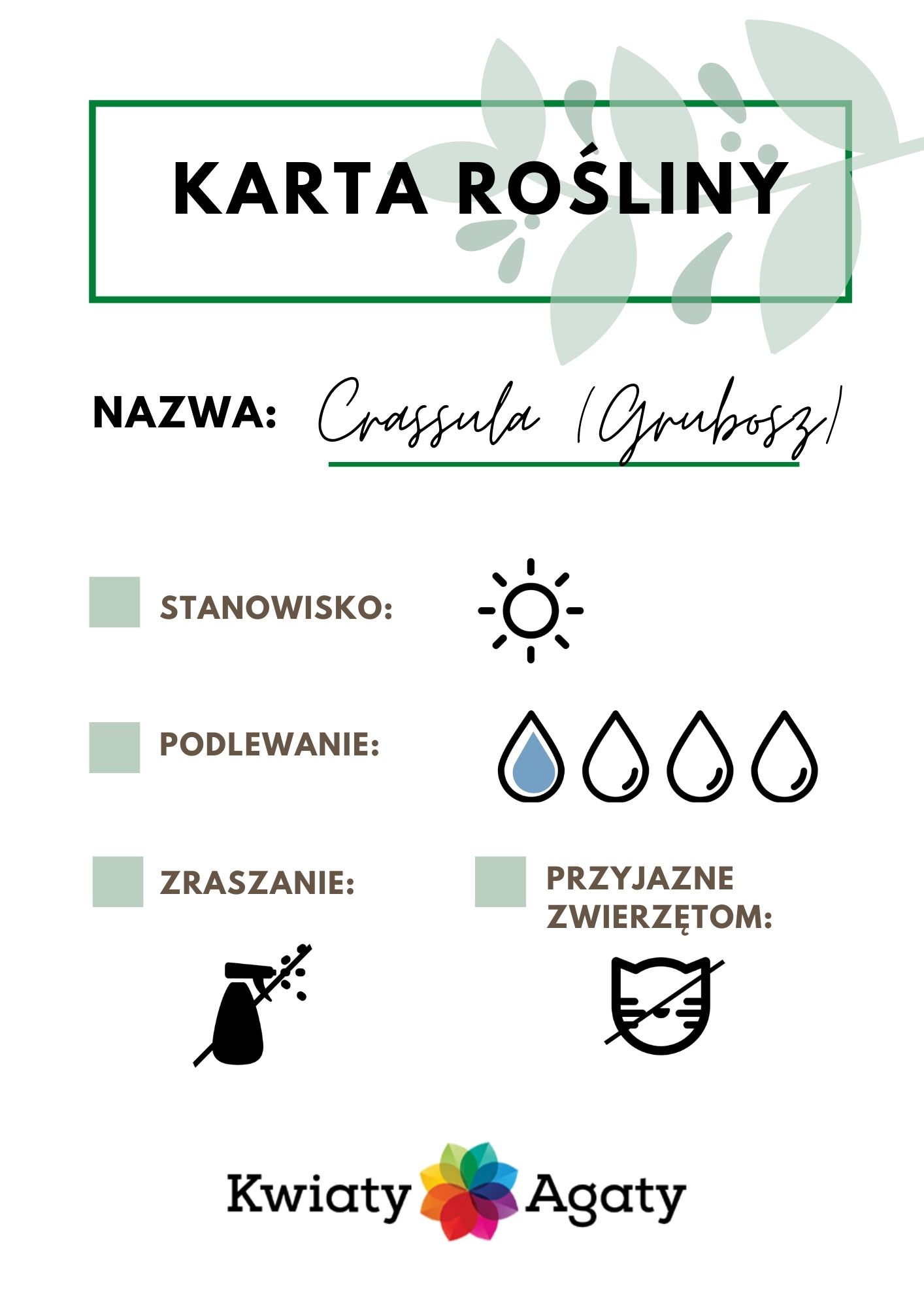 karta-rosliny-crassula
