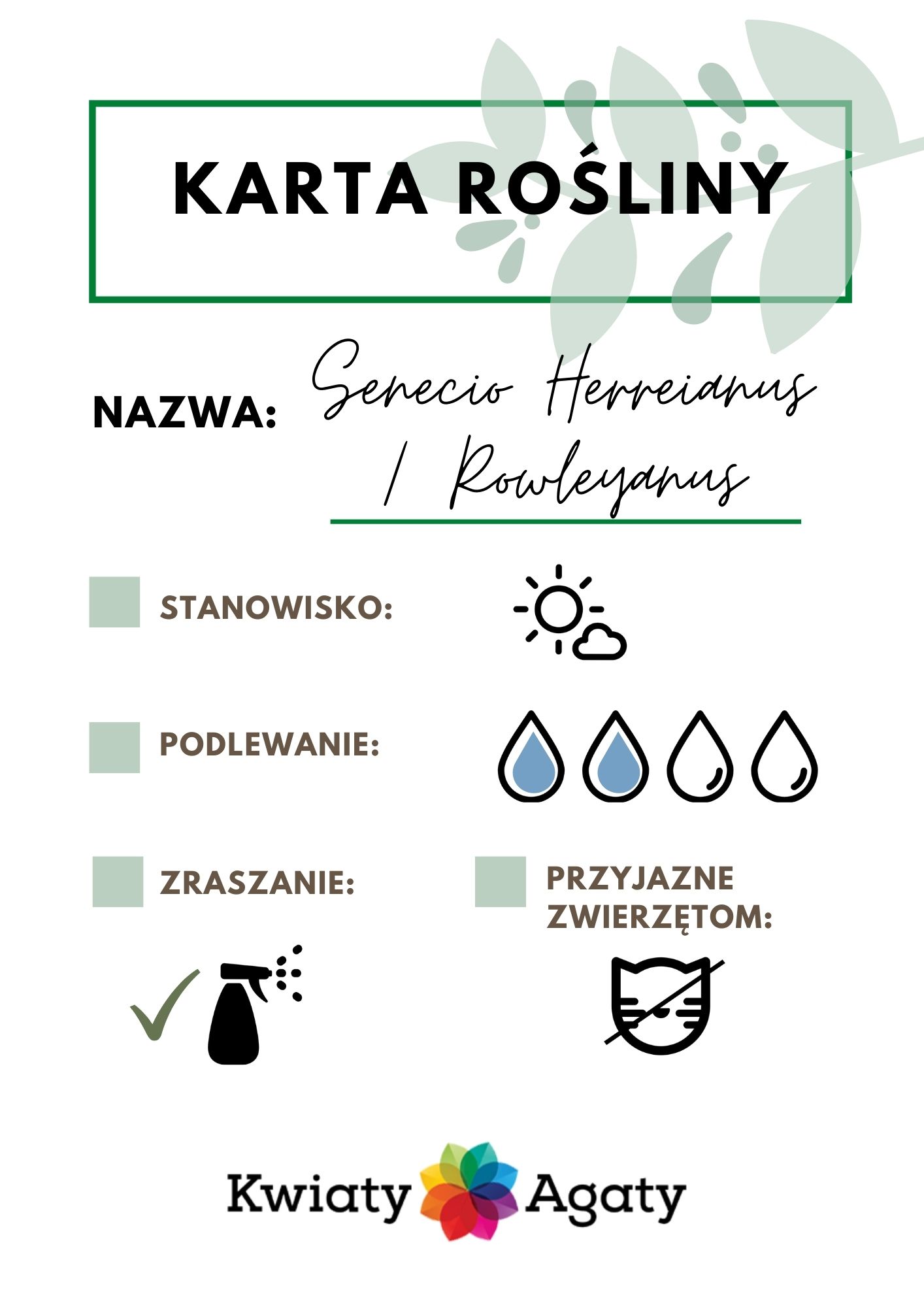 karta-rosliny-senecio-rowleya
