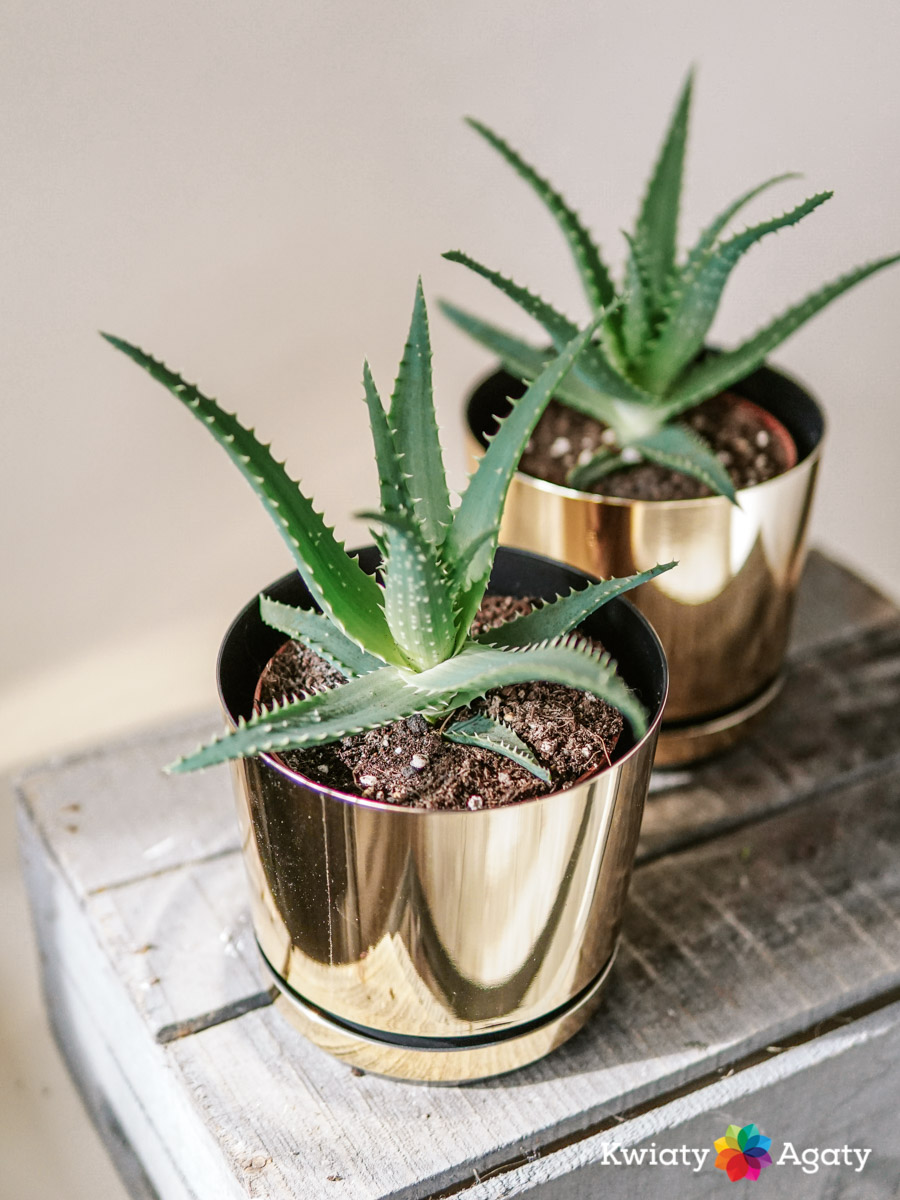 kwiatyagaty-aloe-arborescens-1