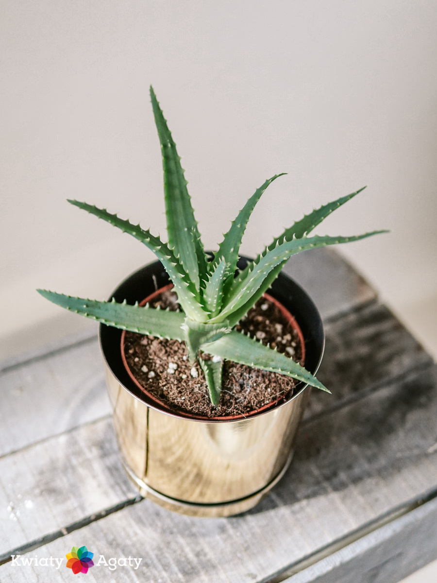 kwiatyagaty-aloe-arborescens-2