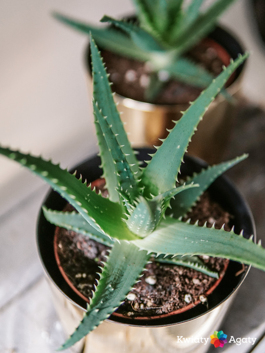 kwiatyagaty-aloe-arborescens