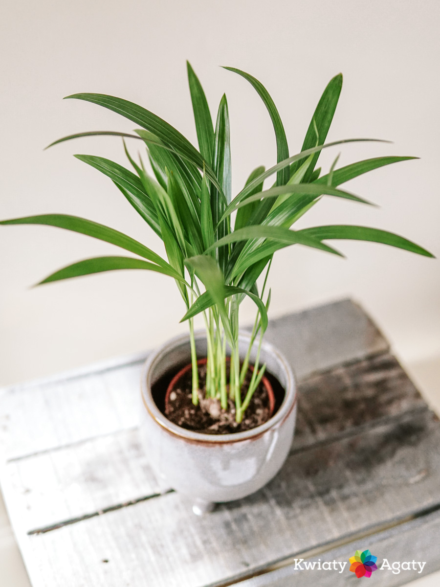 kwiatyagaty-areka-dypsis-mini-1