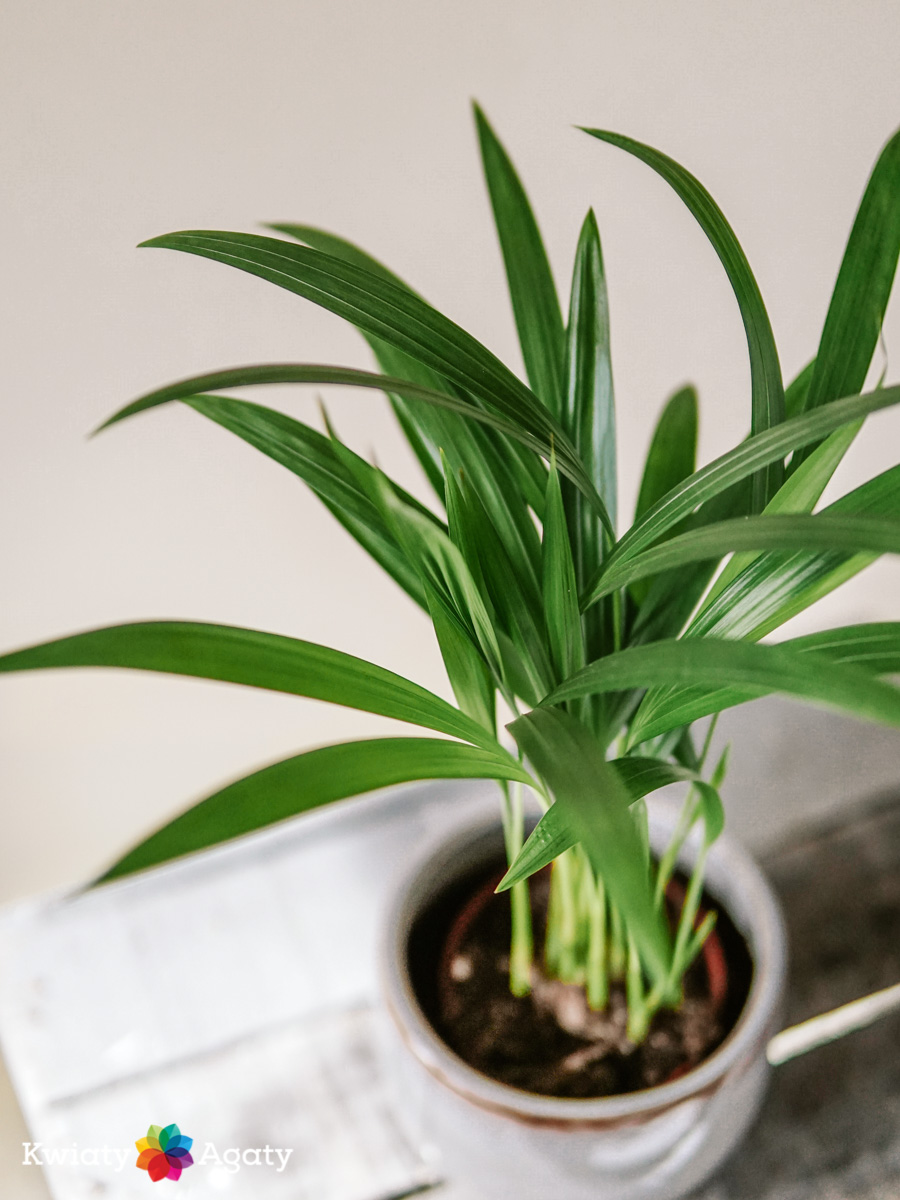 kwiatyagaty-areka-dypsis-mini-2