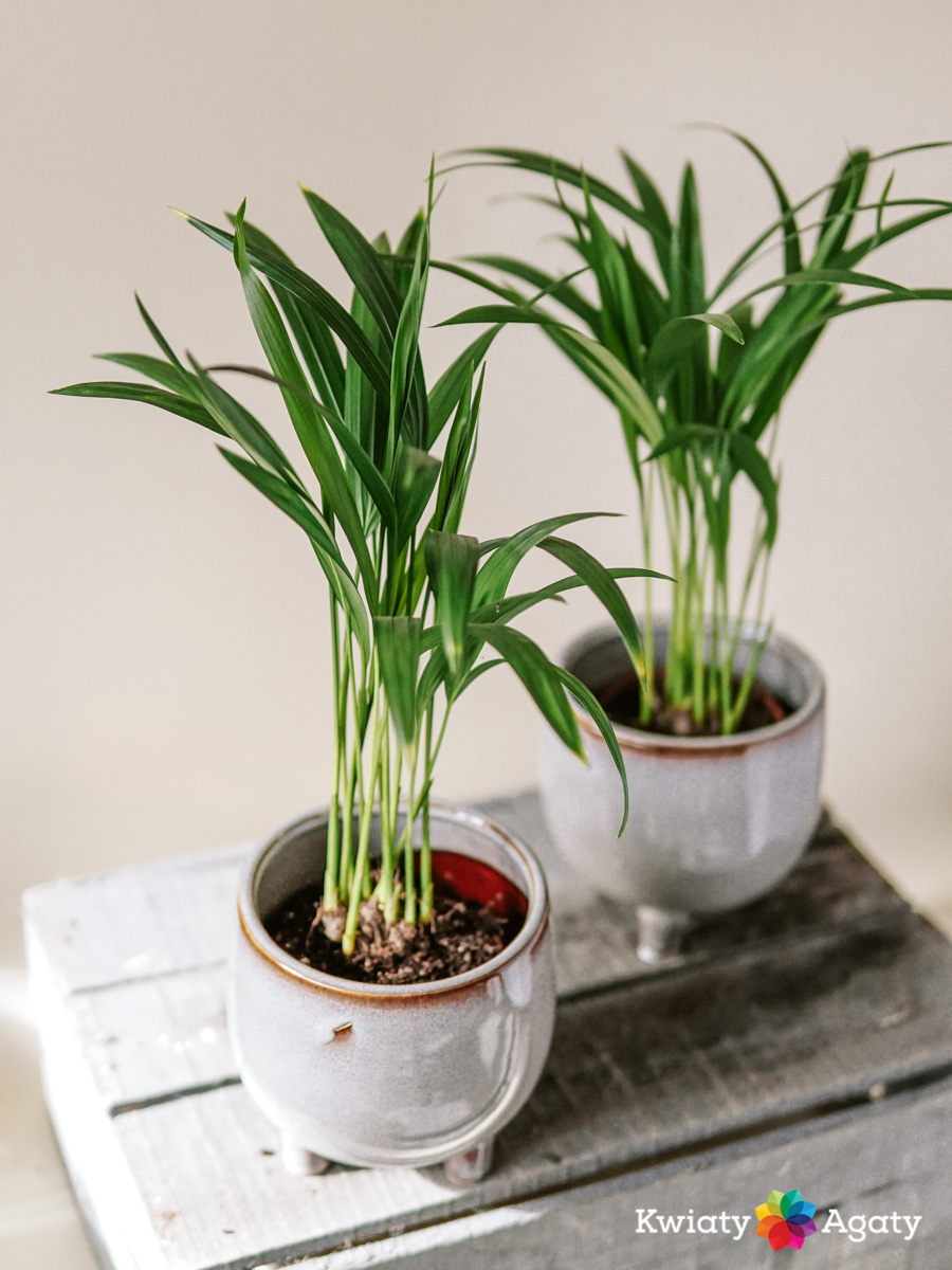 kwiatyagaty-areka-dypsis-mini