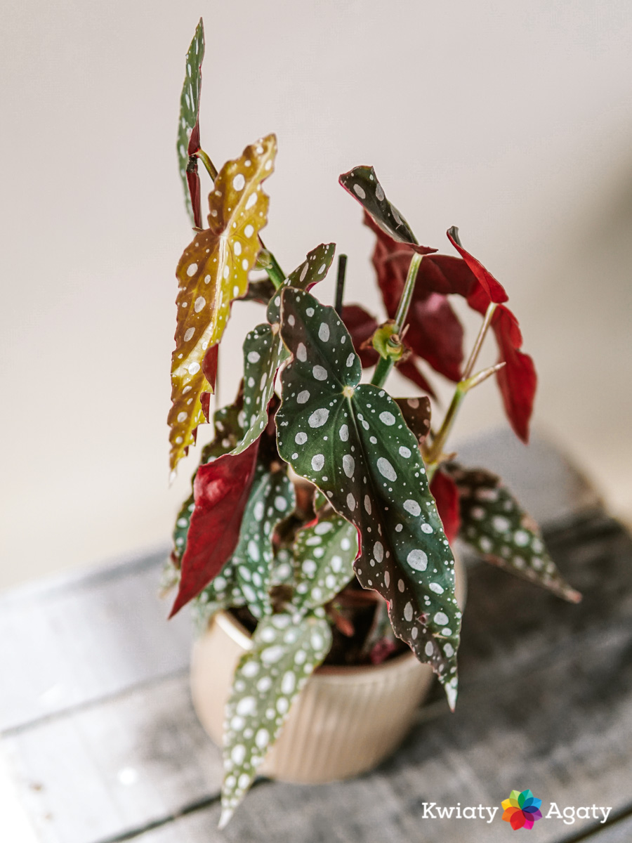 kwiatyagaty-begonia-maculata-1