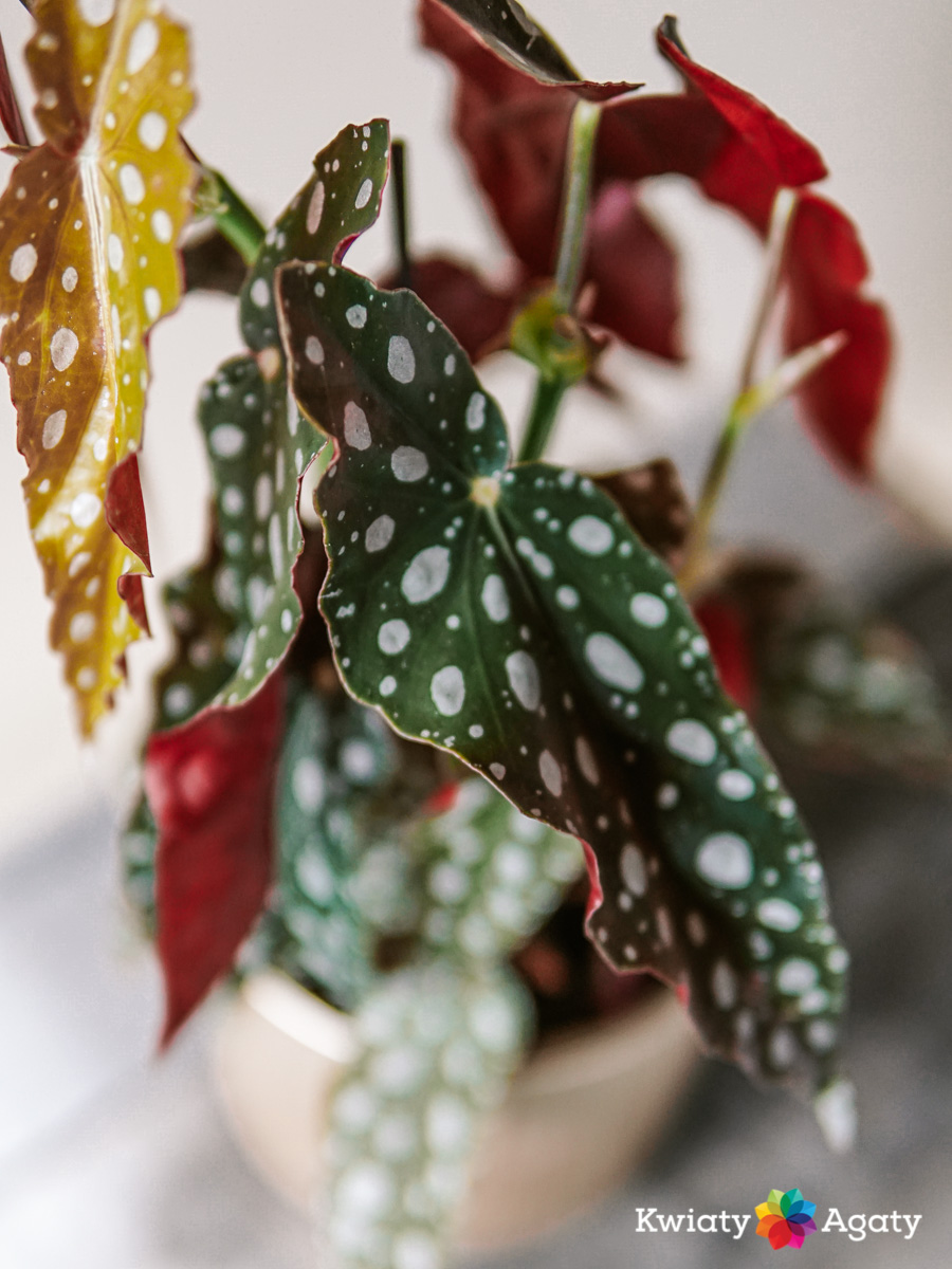 kwiatyagaty-begonia-maculata-3