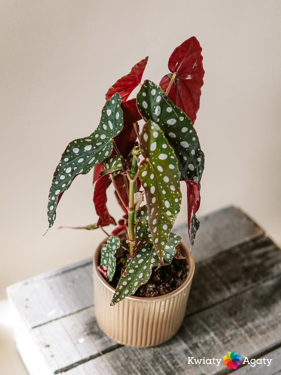kwiatyagaty-begonia-maculata