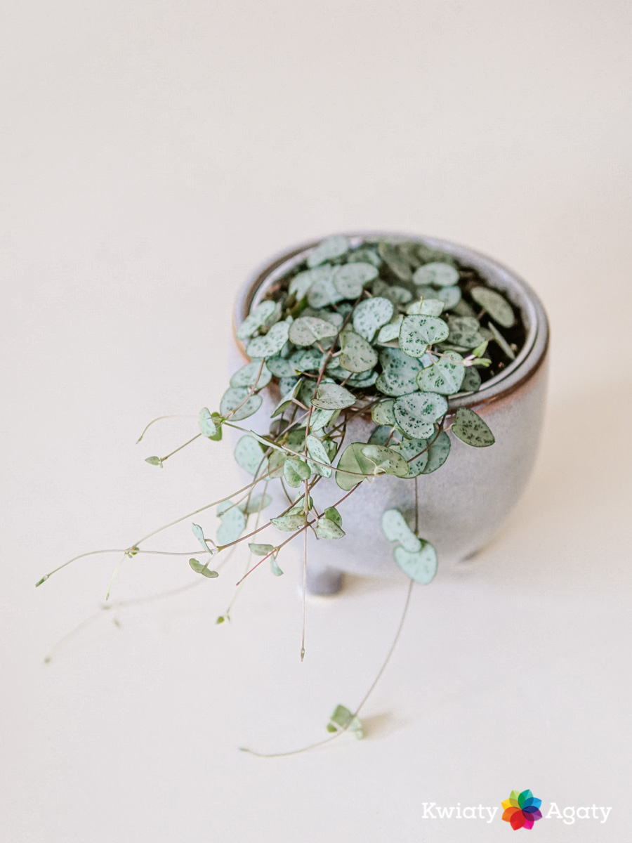 kwiatyagaty-ceropegia-1