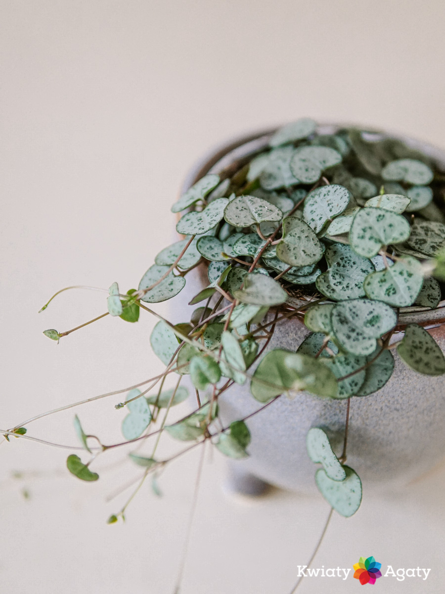 kwiatyagaty-ceropegia-3