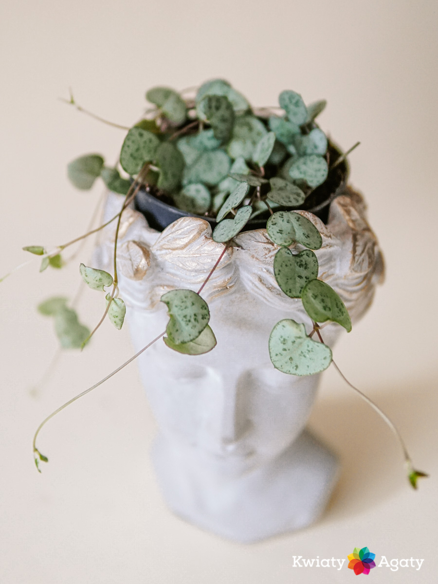 kwiatyagaty-ceropegia-mini-1