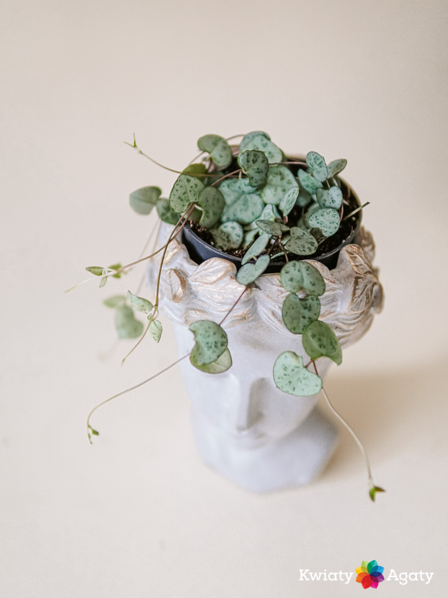kwiatyagaty-ceropegia-mini-2