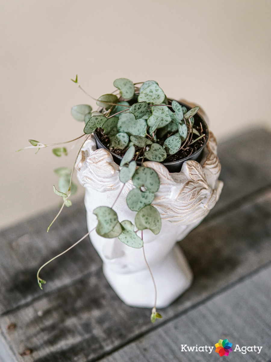 kwiatyagaty-ceropegia-mini-3
