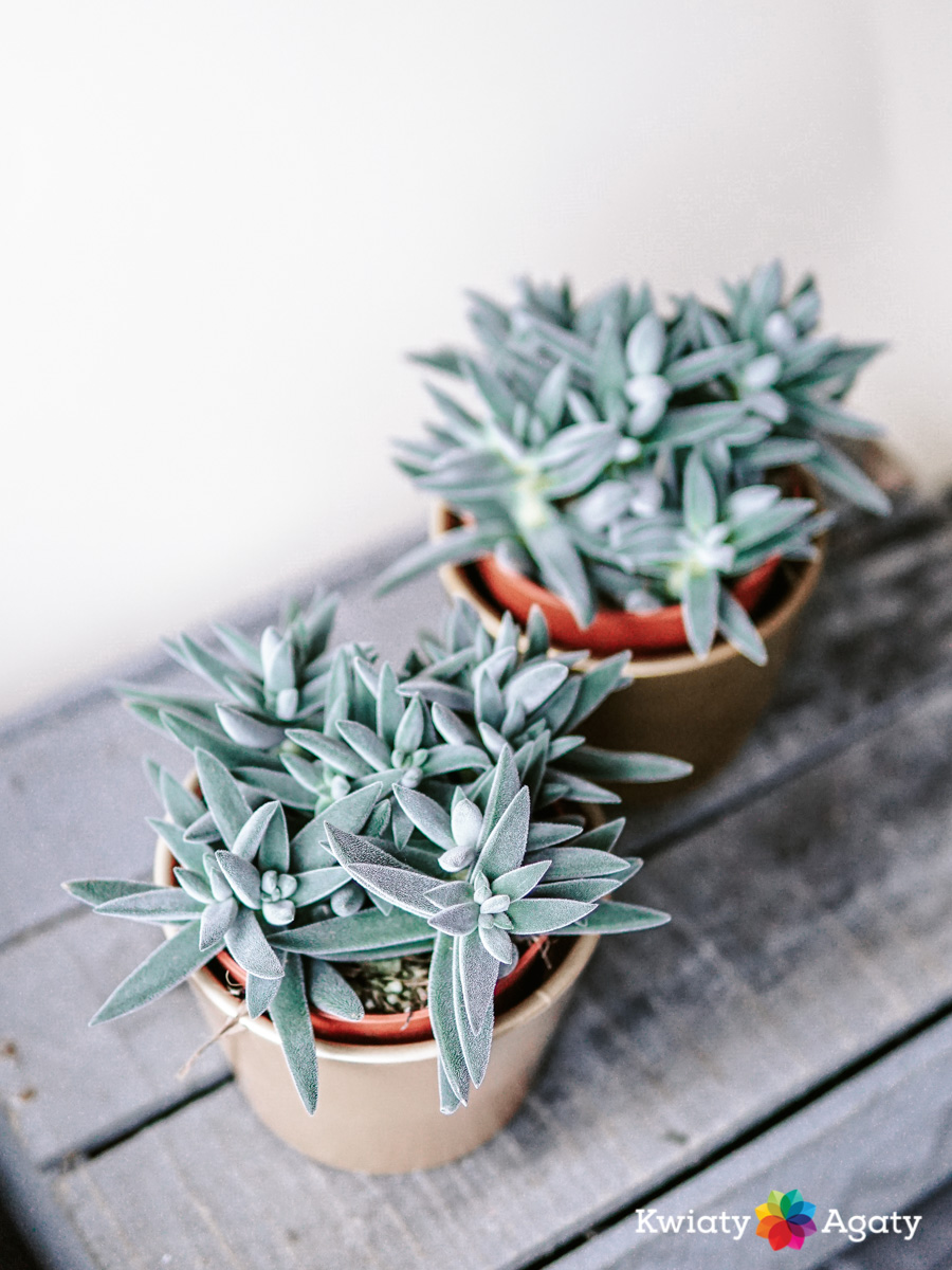 kwiatyagaty-crassula-tenelli-kraaiepootje-1