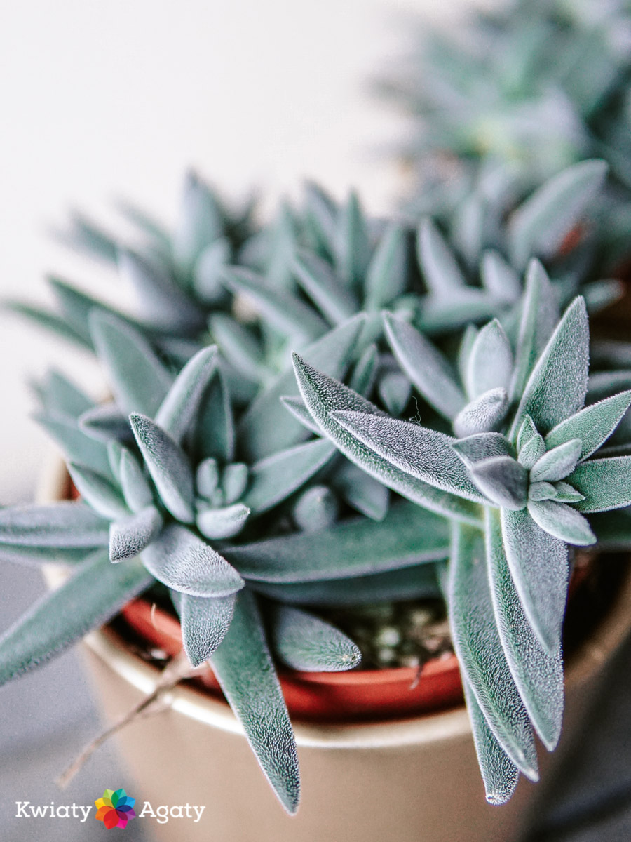 kwiatyagaty-crassula-tenelli-kraaiepootje-3