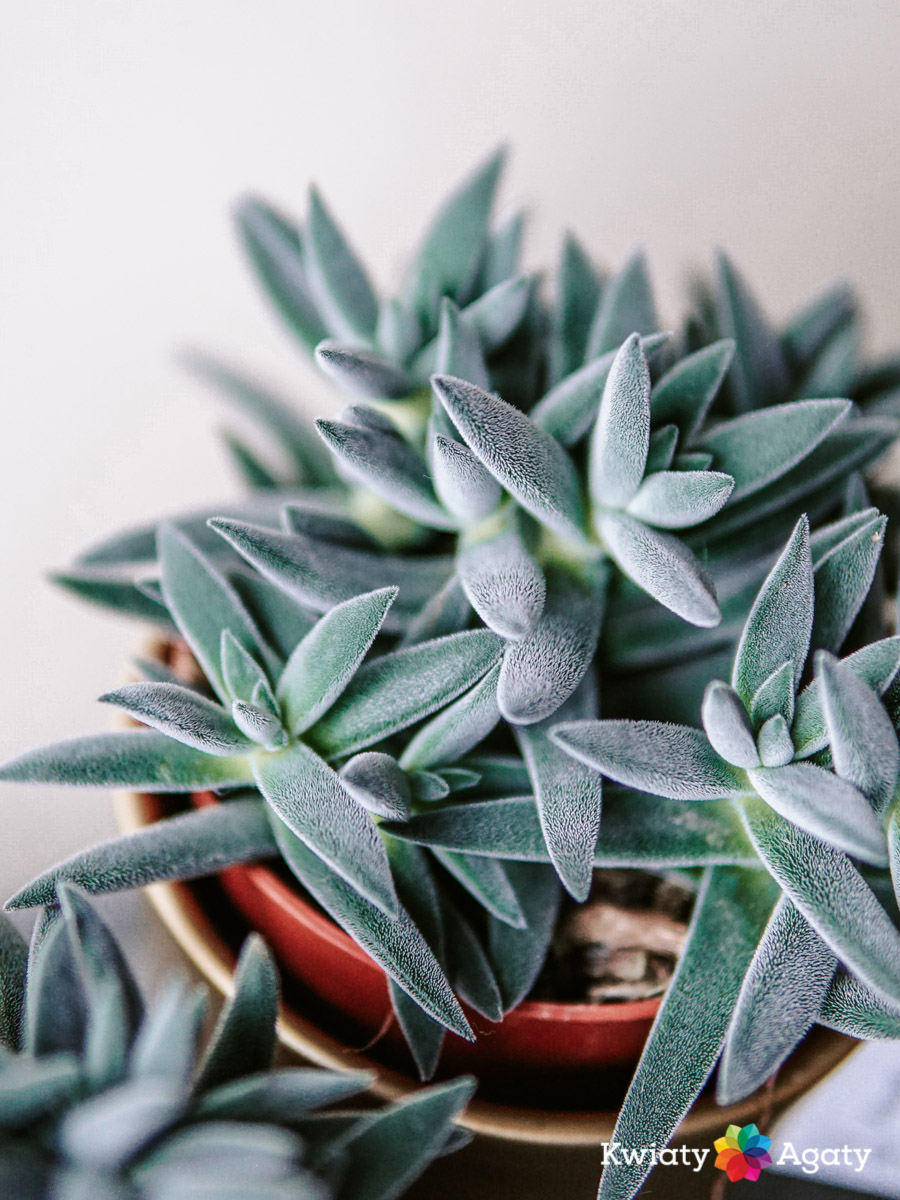 kwiatyagaty-crassula-tenelli-kraaiepootje-5
