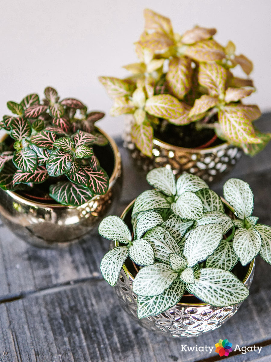 kwiatyagaty-fittonia-mix-1