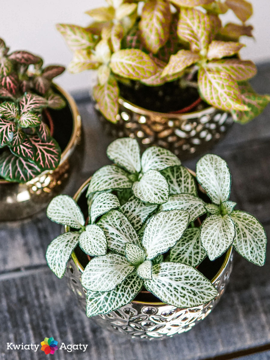 kwiatyagaty-fittonia-mix-2