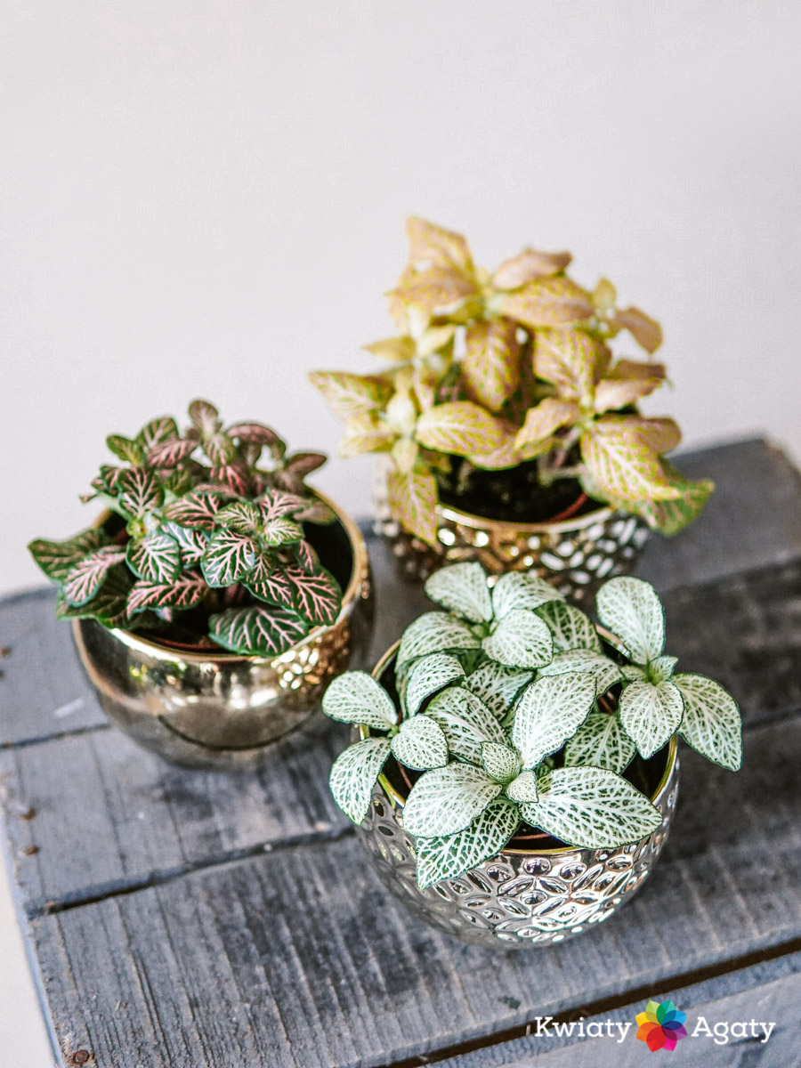 kwiatyagaty-fittonia-mix