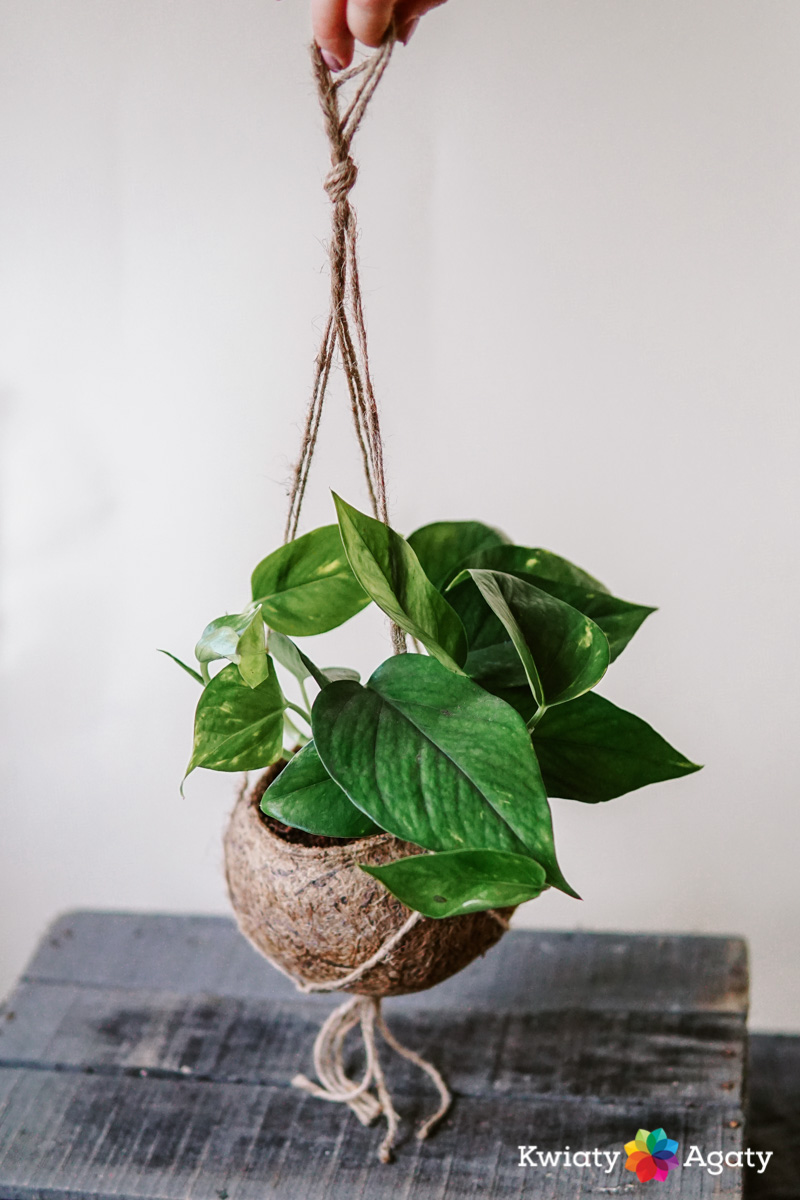 kwiatyagaty-kokedama-epipremnum-1