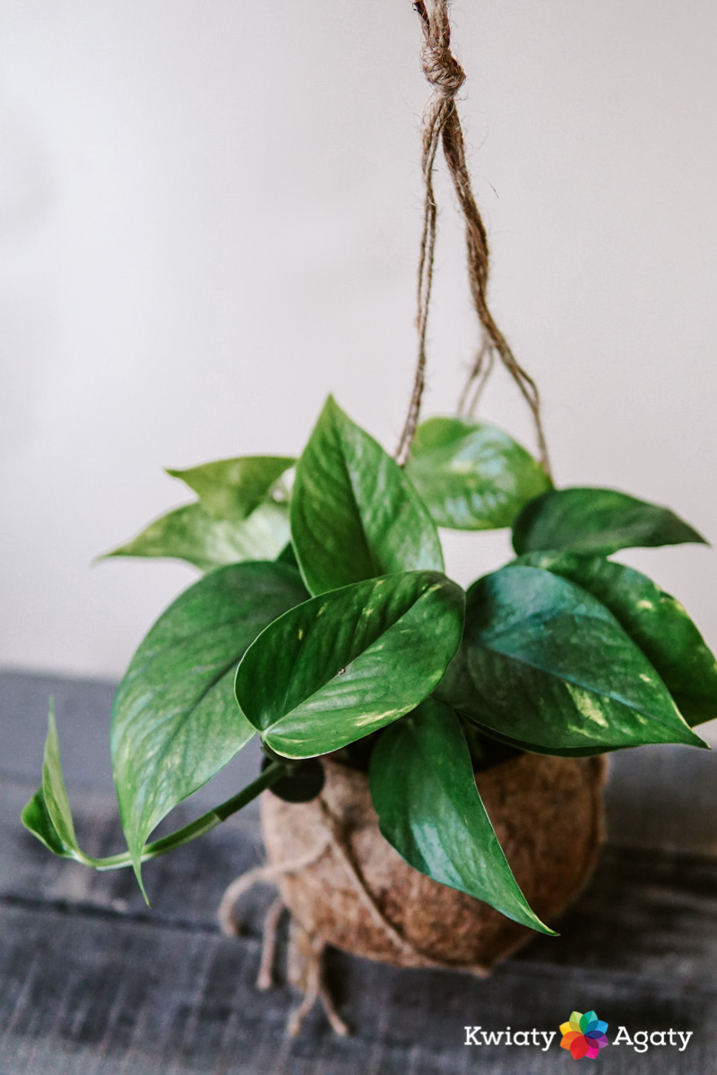 kwiatyagaty-kokedama-epipremnum-4