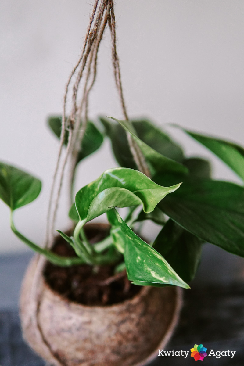 kwiatyagaty-kokedama-epipremnum-5