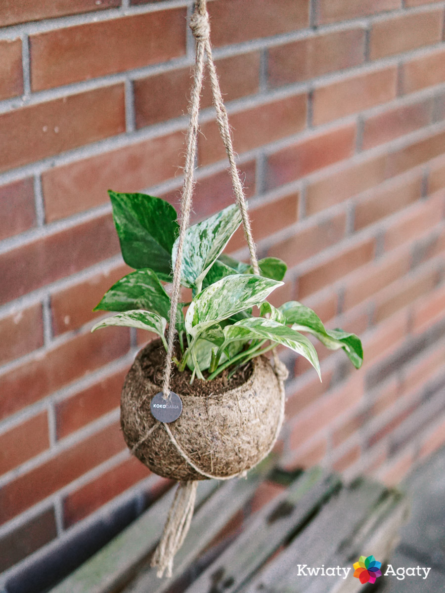 kwiatyagaty-kokedama-epipremnum-marble-queen-1