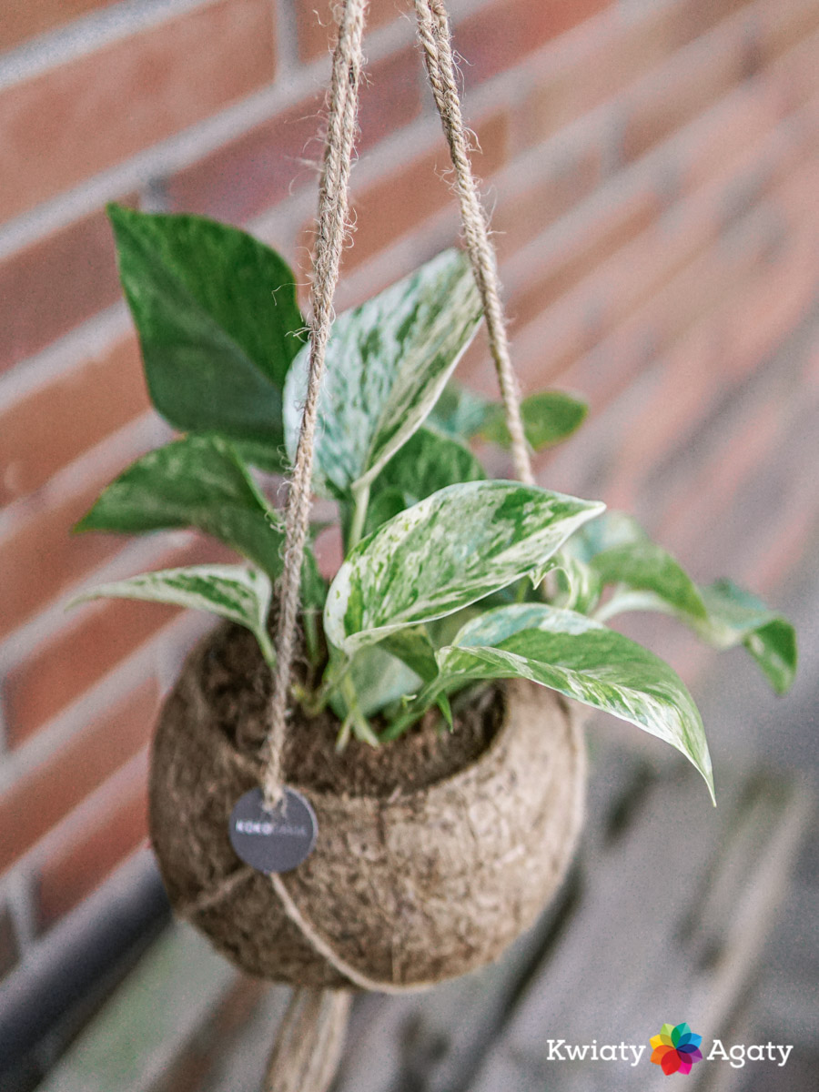 kwiatyagaty-kokedama-epipremnum-marble-queen