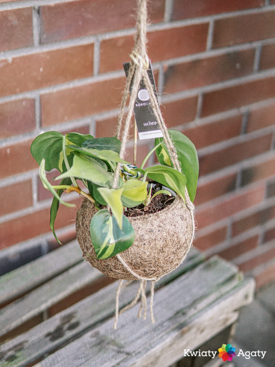 kwiatyagaty-kokedama-philodendron-brasil