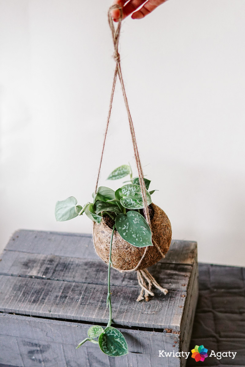 kwiatyagaty-kokedama-scindapsus-1