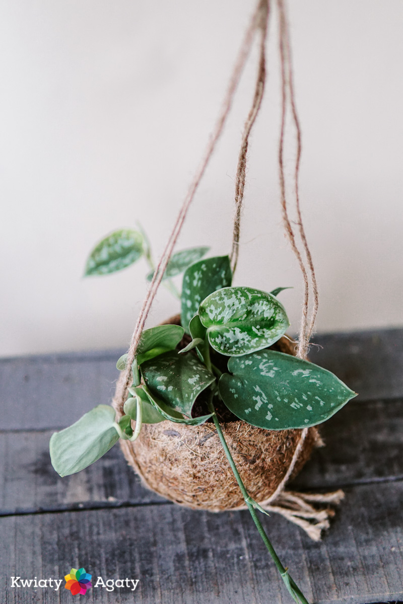 kwiatyagaty-kokedama-scindapsus-3