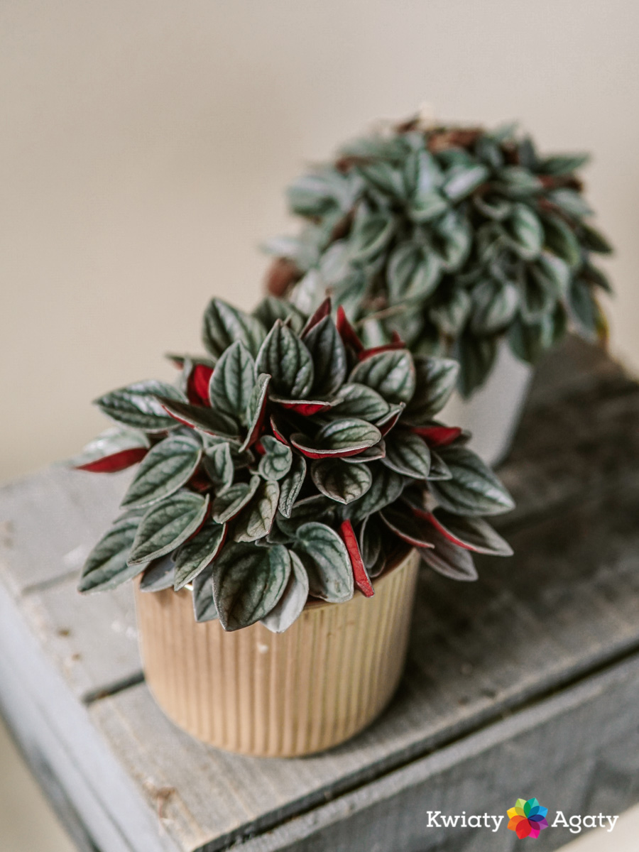 kwiatyagaty-peperomia-santorini-1