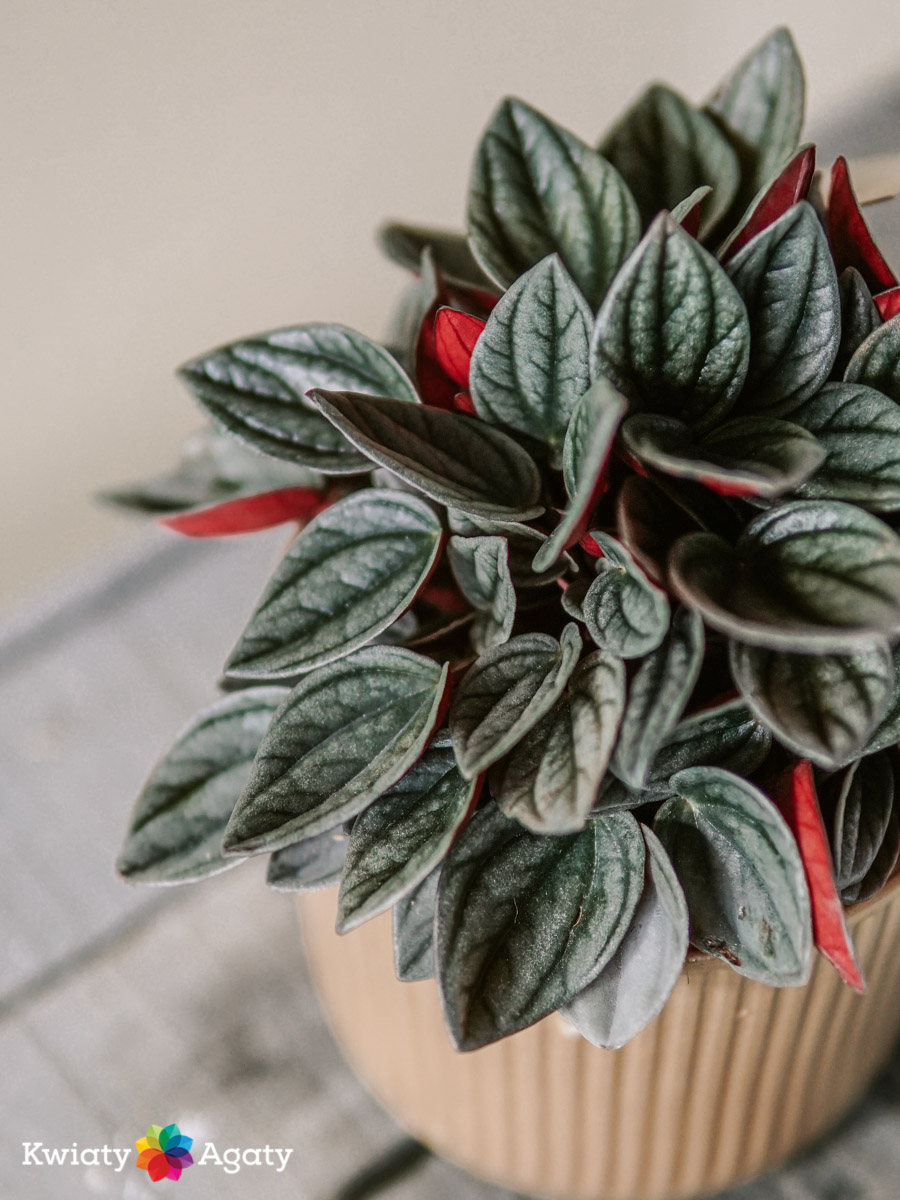 kwiatyagaty-peperomia-santorini-2