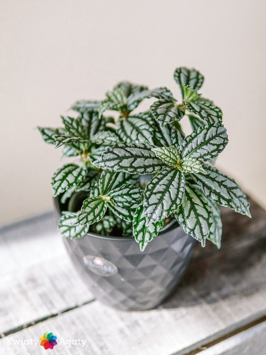 kwiatyagaty-pilea-cadirei-1
