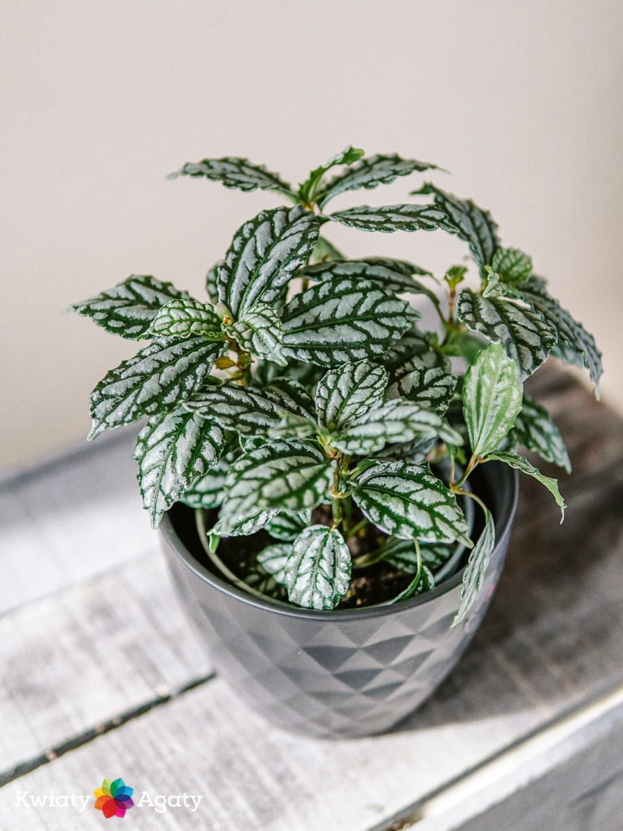 kwiatyagaty-pilea-cadirei-2