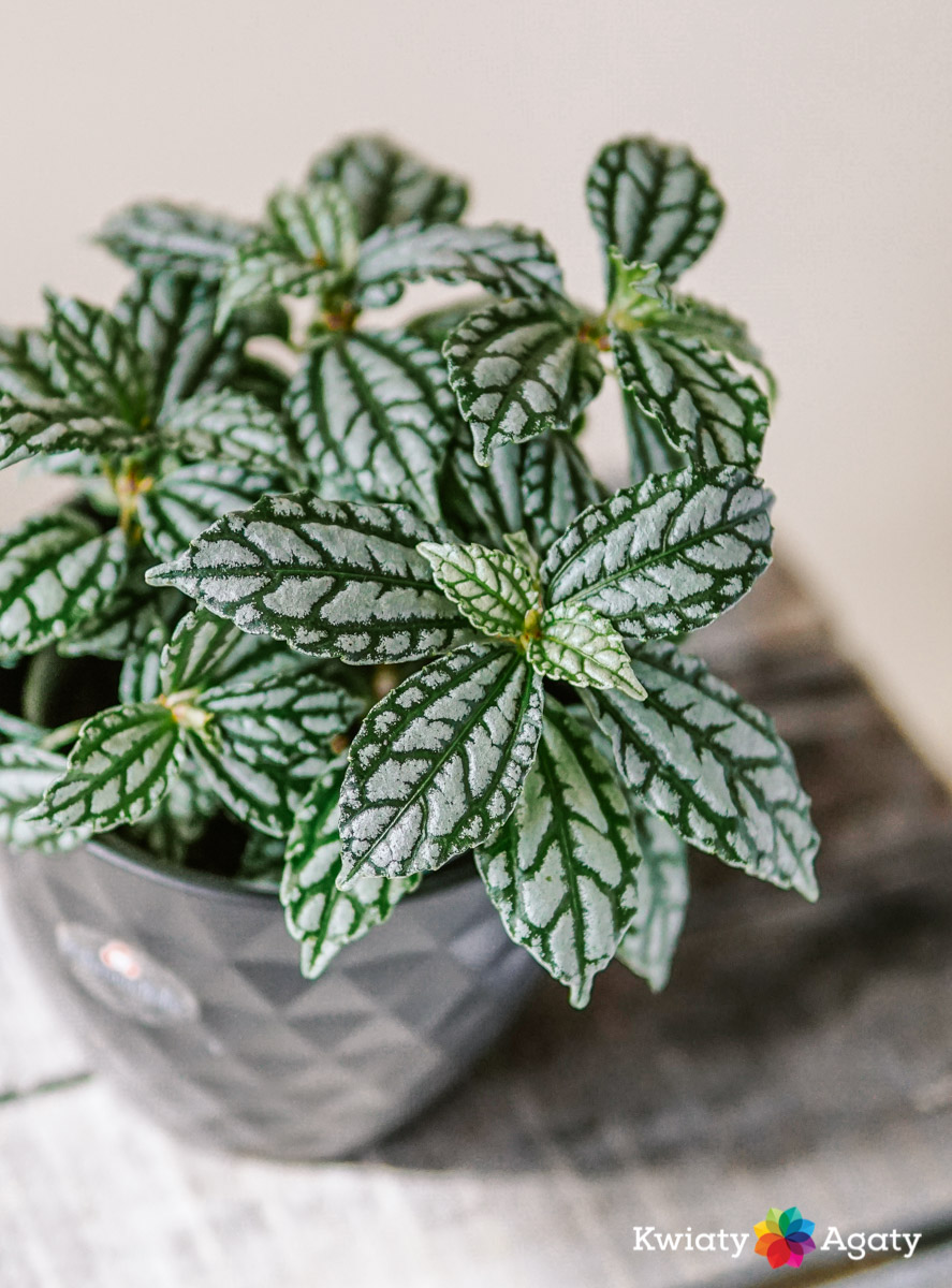 kwiatyagaty-pilea-cadirei