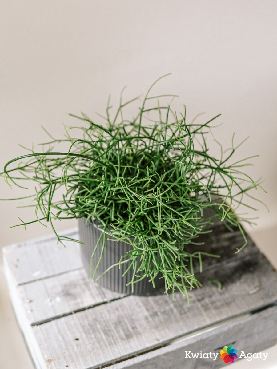 kwiatyagaty-rhipsalis-duzy-1