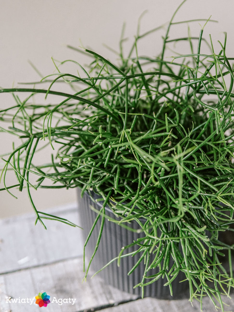 kwiatyagaty-rhipsalis-duzy-2