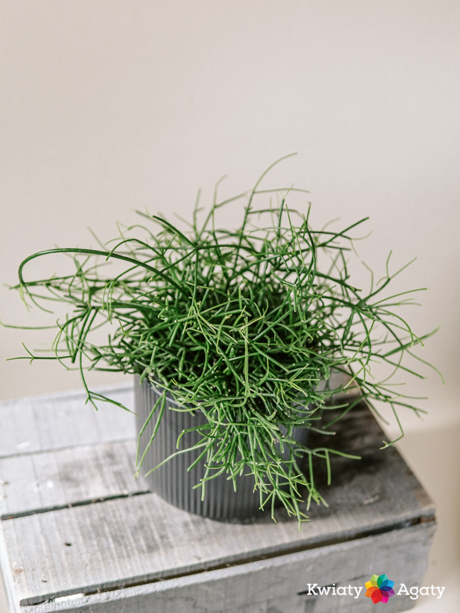 kwiatyagaty-rhipsalis-duzy
