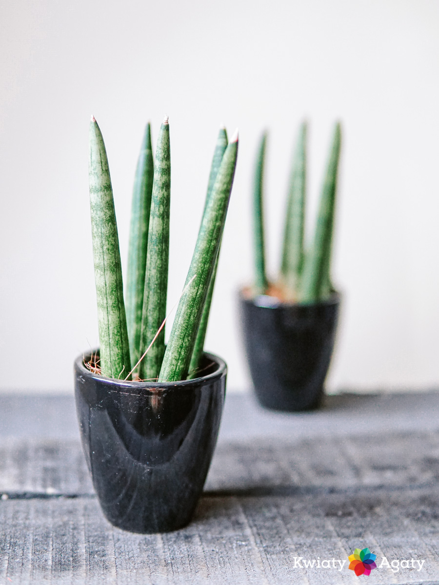 kwiatyagaty-sansevieria-cylindrica-z-oslonka-1