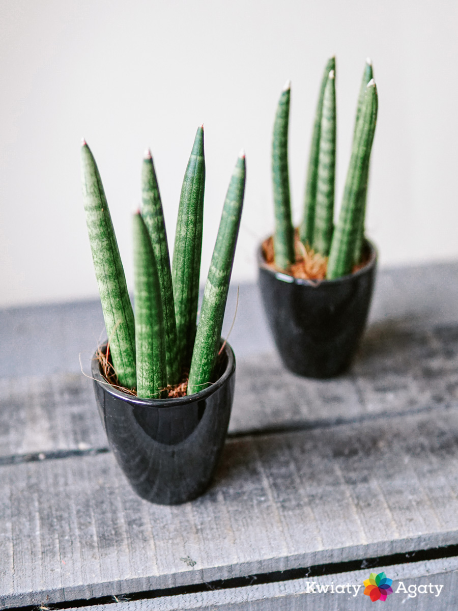 kwiatyagaty-sansevieria-cylindrica-z-oslonka-2