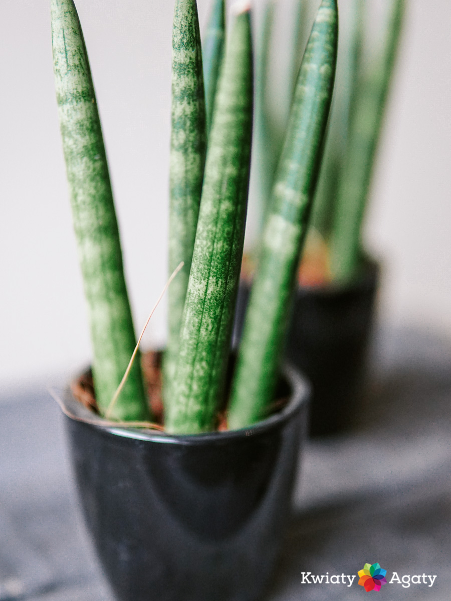 kwiatyagaty-sansevieria-cylindrica-z-oslonka-3