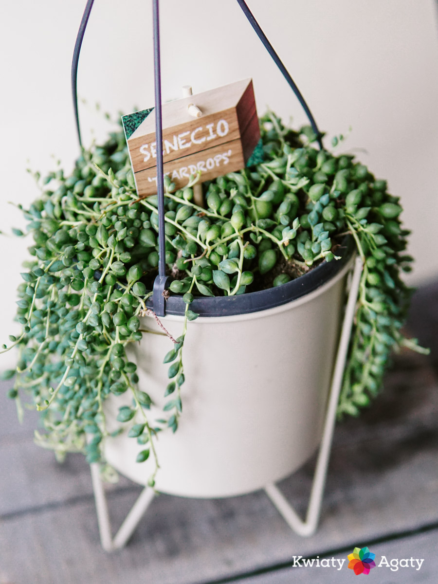 kwiatyagaty-senecio-rowleyanus-duzy-1