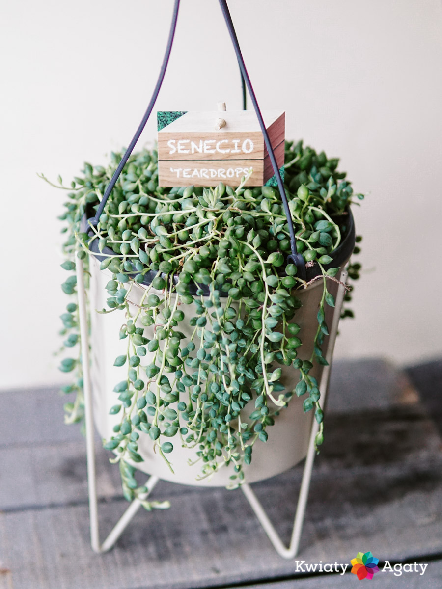 kwiatyagaty-senecio-rowleyanus-duzy-2
