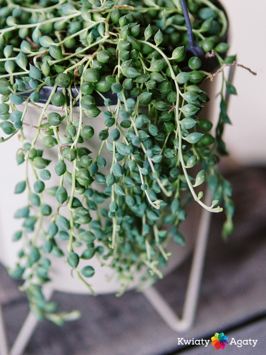 kwiatyagaty-senecio-rowleyanus-duzy-5