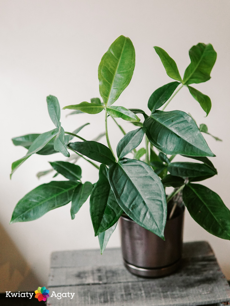 kwiatyagaty-syngonium-trileaf-wonder-2