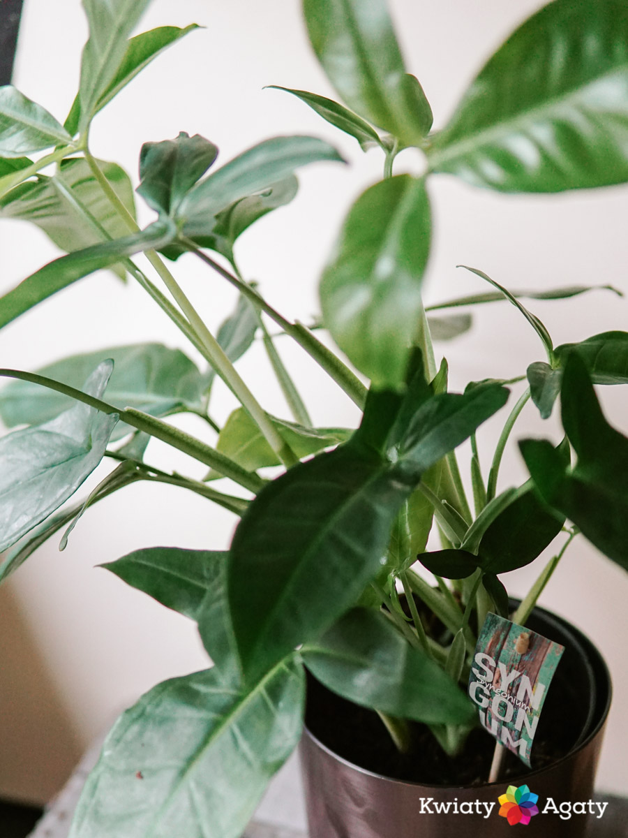 kwiatyagaty-syngonium-trileaf-wonder-5