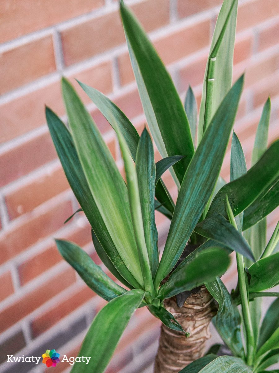 kwiatyagaty-yucca-duza-1