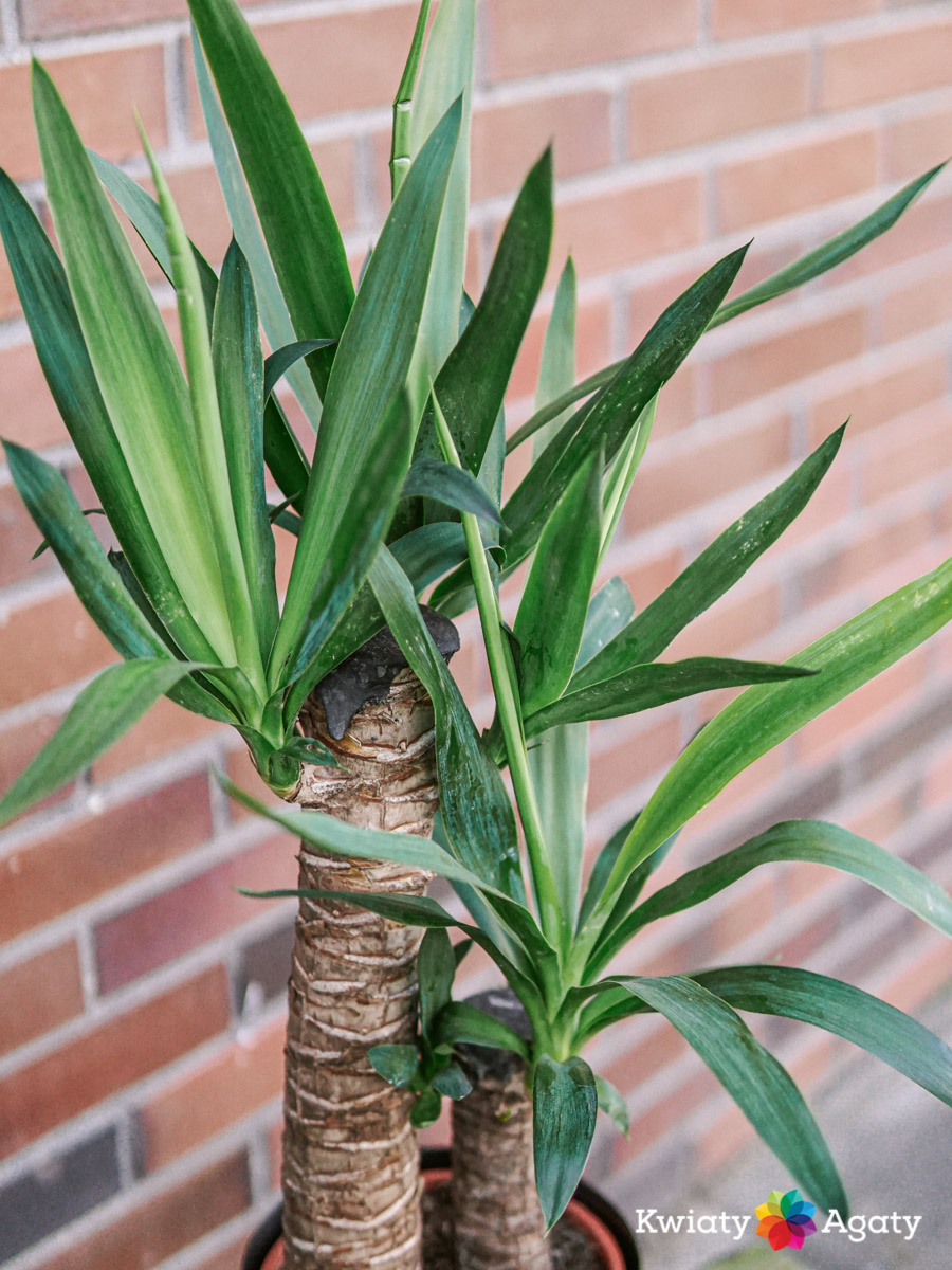 kwiatyagaty-yucca-duza-2