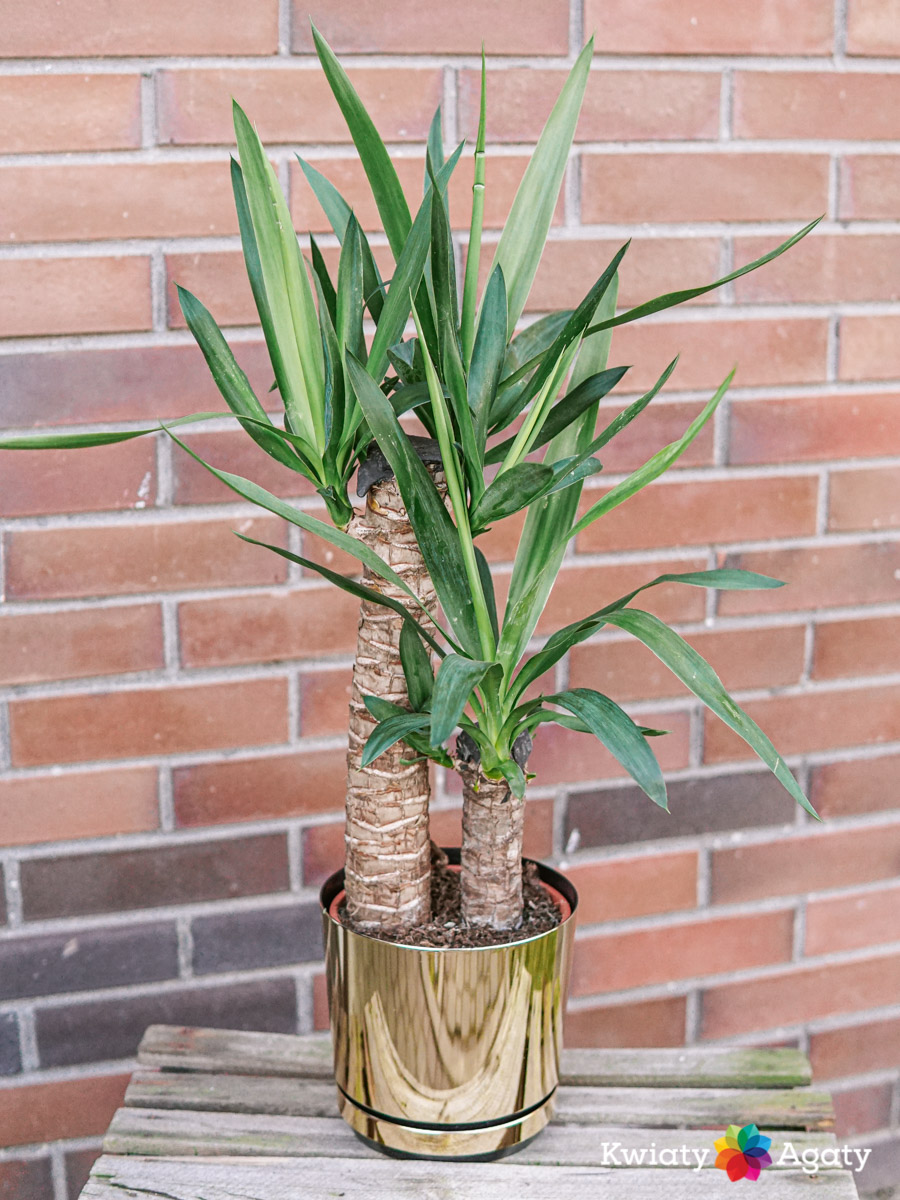 kwiatyagaty-yucca-duza